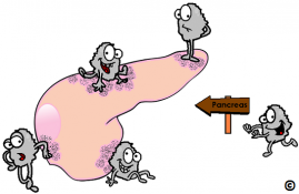 Hangi organdan hangi hormon